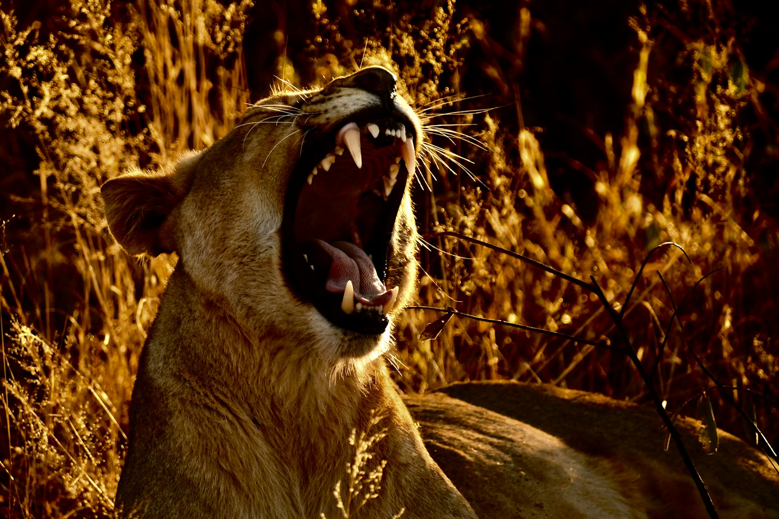 brown lioness lying on brown grass during daytime